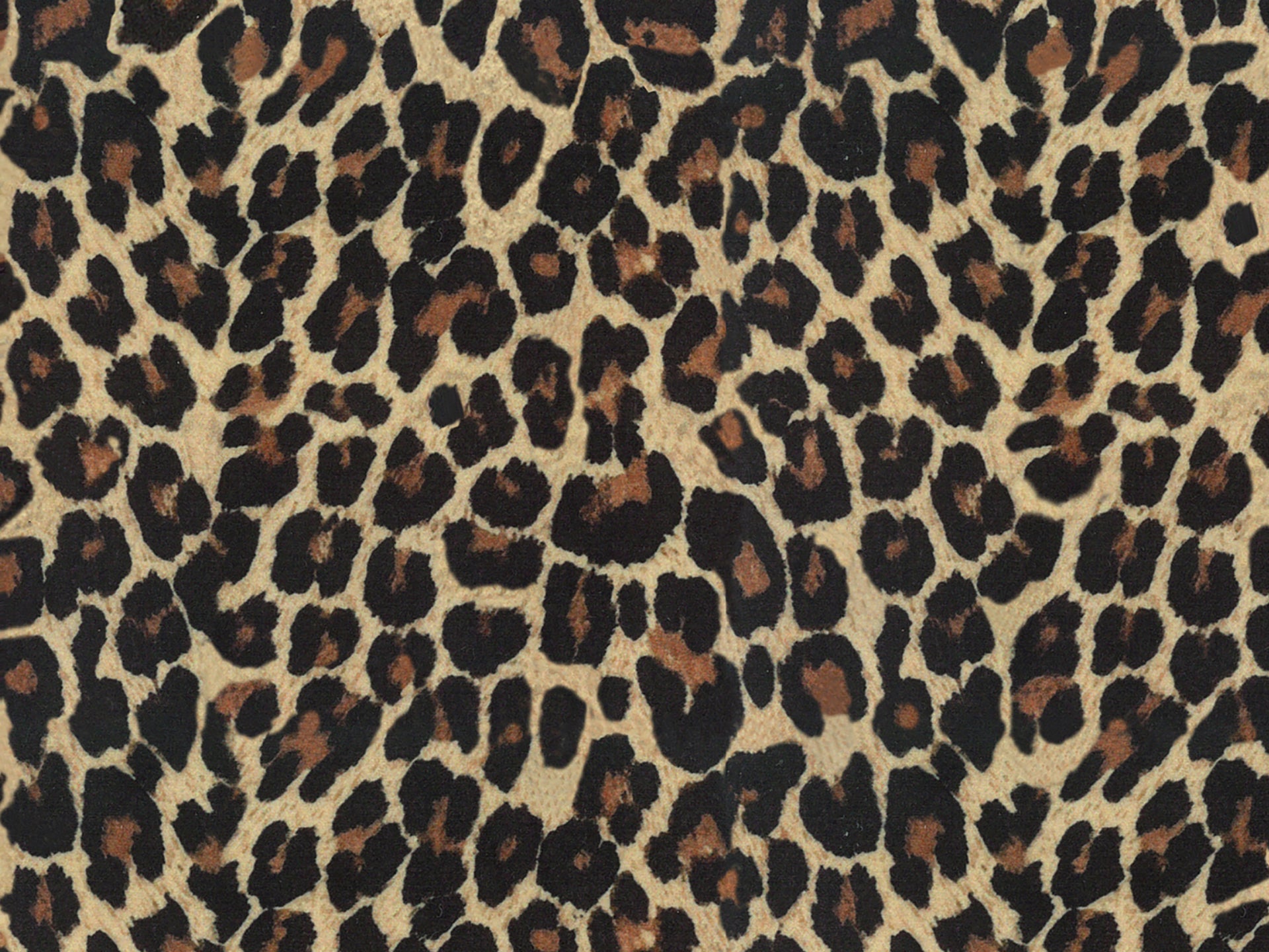 Shop online Wild cuscino in collezione Wild in microfibra impermeabile leopardo - divani.store
